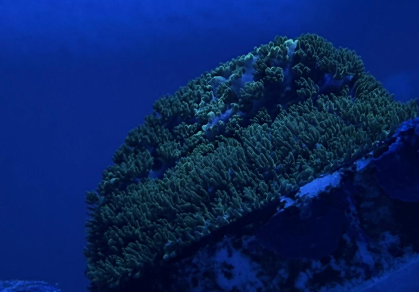 Coral num aquário marinho