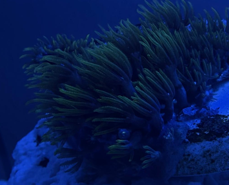 Coral colorido em aquário recifal