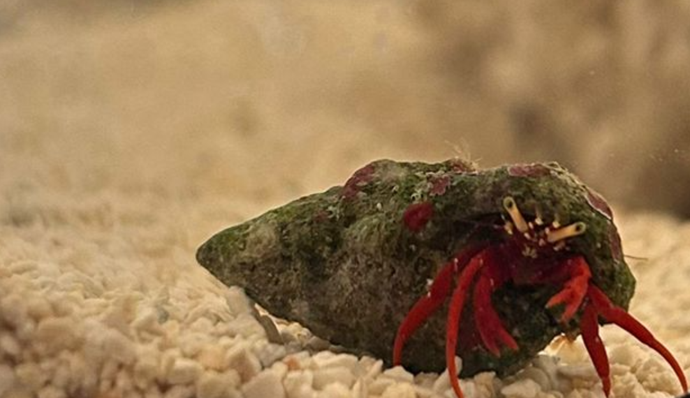 Caranguejo em aquário