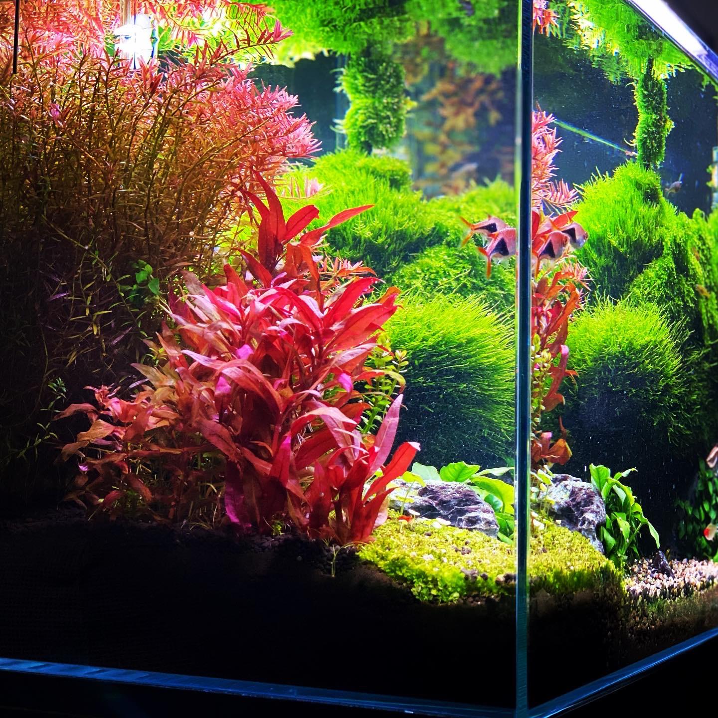 Aquário com plantas vermelhas em destaque