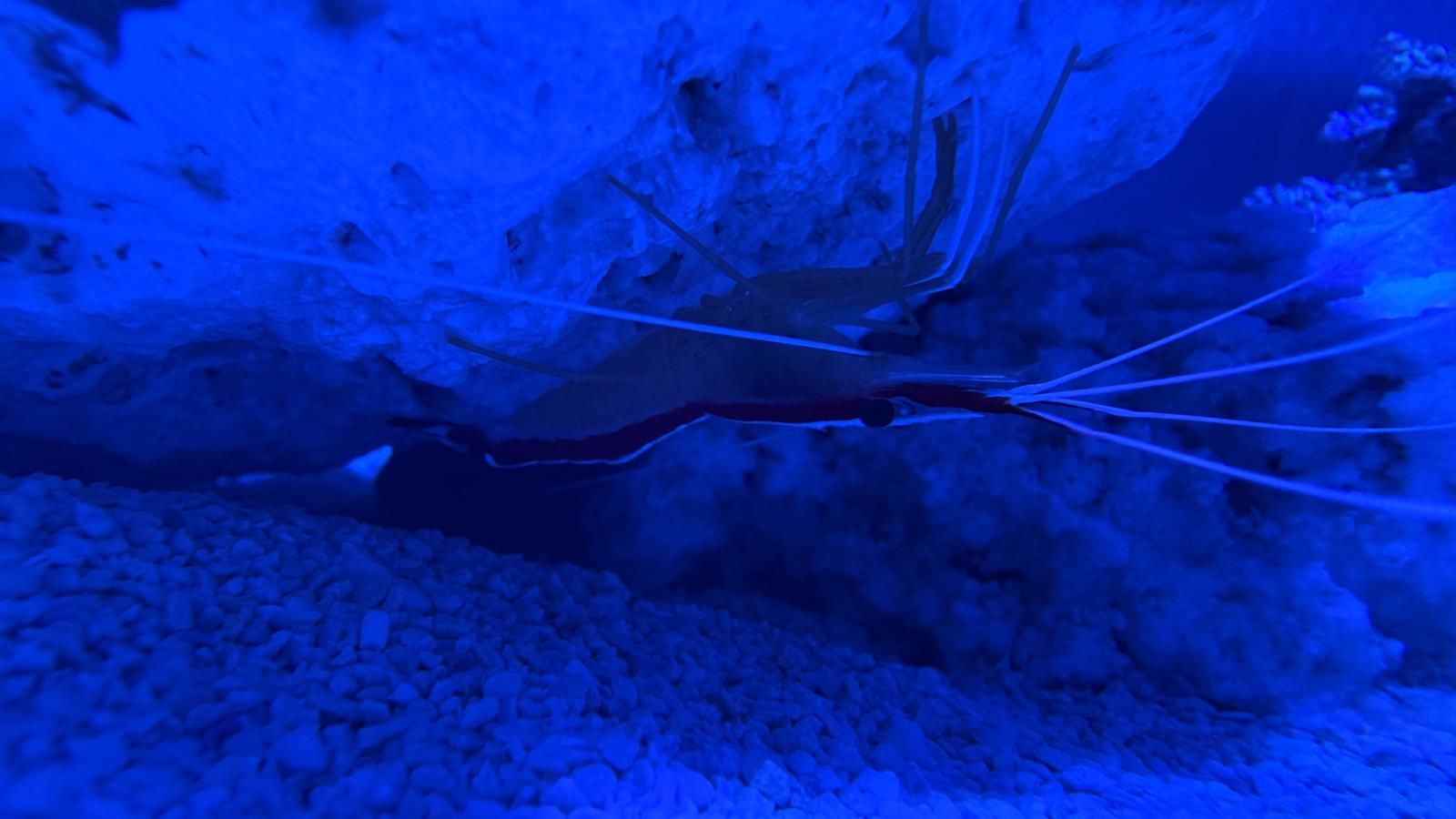 Camarão Skunk Cleaner em aquário marinho